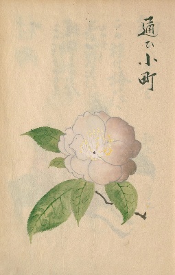 椿花 | NDLイメージバンク | 国立国会図書館