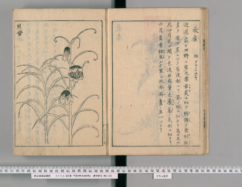 花彙 草部4巻木部4巻. [1] - ページ 9