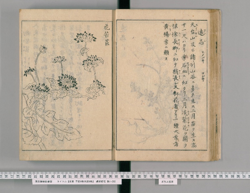 花彙 草部4巻木部4巻. [1] - ページ 21
